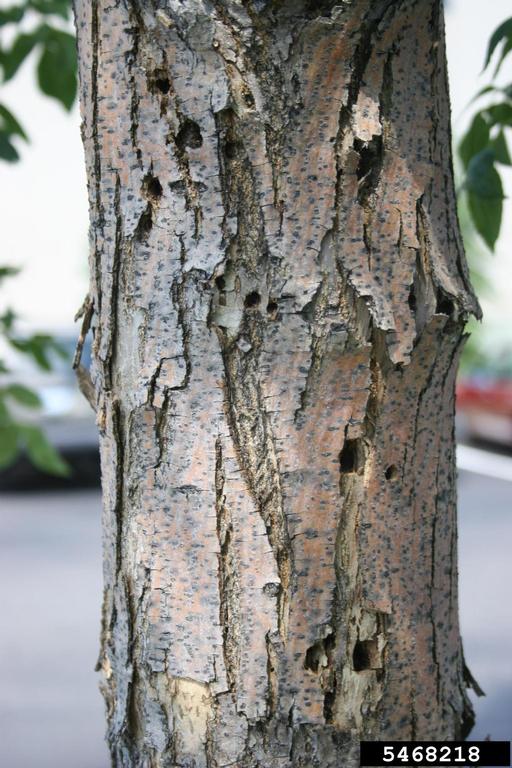 Borer exit hole photo on tree.